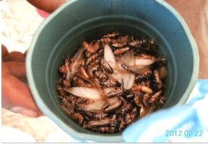虫も貴重な食材、現地の人は「ボコボウ」と呼ぶ