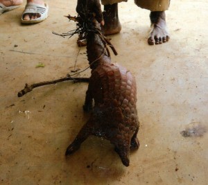捕獲したセンザンコウ