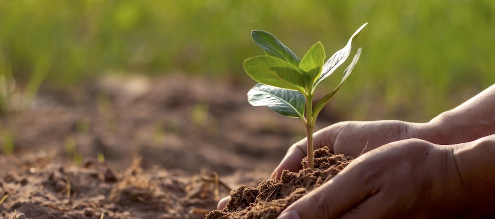 planting tree image